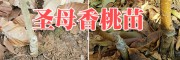 2018早熟香桃苗批發(fā) 抗病強的香桃苗 昭通香桃樹苗基地