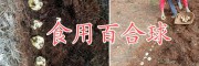 云南優(yōu)質(zhì)百合球批發(fā)商，曲靖百合種植合作社食用百合銷售