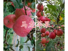 紅梨批發(fā)價(jià)格&馬龍產(chǎn)紅梨/曲靖紅梨供應(yīng)銷售價(jià)格圖3