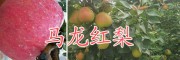 云南紅梨種植基地/馬龍紅梨批發(fā)價(jià)格是多少-曲靖紅梨銷(xiāo)售