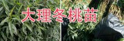 袋裝桃苗-云南袋裝冬桃苗批發(fā)-大理袋裝紅桃苗基地