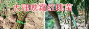 云南冬桃樹苗栽培基地-大理永平新品種果苗@新品種紅桃苗