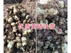 滇黃精苗的栽培技術(shù)-云南黃精苗銷售-普洱滇黃精塊莖苗圖2