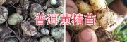 黃精塊莖種苗、滇黃精成品自產(chǎn)自銷-14736739836