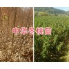 大理冬桃新品種苗/中華冬桃2號(hào)苗批發(fā)基地-冬桃苗