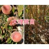 哪種冬桃苗好？大理中華2號(hào)冬桃苗銷(xiāo)售-25萬(wàn)棵冬桃苗