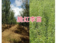 青脆李與脆紅李哪個(gè)好？大理脆紅李樹苗供應(yīng)-脆供李苗價(jià)格圖2