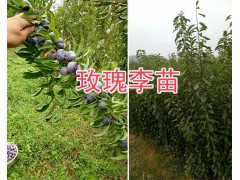 青脆李與脆紅李哪個(gè)好？大理脆紅李樹苗供應(yīng)-脆供李苗價(jià)格圖3