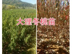 大理1年生冬桃苗-中華二號(hào)冬桃苗出售/15987626123圖2