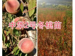 大理1年生冬桃苗-中華二號(hào)冬桃苗出售/15987626123圖3