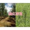 大理脆紅李樹苗種植基地：25萬棵新品種李苗銷售