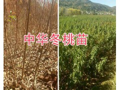 大理脆紅李樹苗種植基地：25萬棵新品種李苗銷售圖3