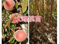 大理彌渡果苗供應(yīng)：脆紅李子苗、中華2號(hào)冬桃苗現(xiàn)貨批發(fā)圖1