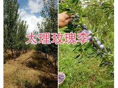 大理彌渡果苗供應(yīng)：脆紅李子苗、中華2號(hào)冬桃苗現(xiàn)貨批發(fā)圖2