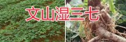 文山三七種植基地：濕三七自產(chǎn)自銷-新鮮三七圖片