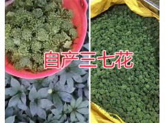 三七花多少錢一斤？干三七花圖片/文山三七花生產(chǎn)商圖2