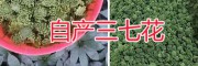 三七花，自然無添加，文山市三七花種植生產(chǎn)基地