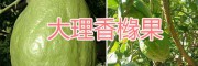 上好香櫞果、香櫞果銷售-大理香櫞種植基地