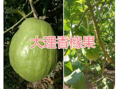 云南50-80公分香櫞樹苗-大理香櫞種苗批發(fā)：香櫞苗供應(yīng)圖3