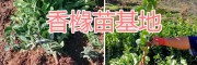 1-3年生香櫞苗銷售-云南香櫞繁育基地-香櫞苗大量栽培