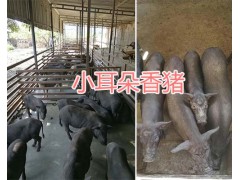 云南巴馬香豬養(yǎng)殖基地-巴馬香豬肉豬銷售/香豬種豬圖3