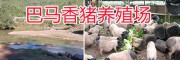 玉溪巴馬香豬養(yǎng)殖場-生態(tài)香豬養(yǎng)殖/商品巴馬香豬