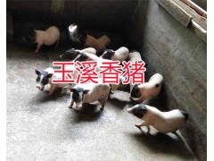 云南巴馬香豬報價-商品香豬銷售、香豬種苗批發(fā)圖3