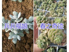 昆明艾倫/奧普林娜多肉植物一盆多少錢？圖3