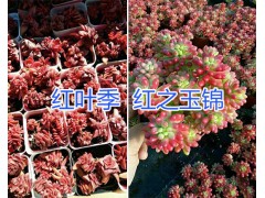 昆明多肉植物品種-紅稚蓮/虹之玉/紅葉季多肉一盆多少錢？圖2