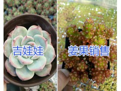 昆明多肉植物品種-紅稚蓮/虹之玉/紅葉季多肉一盆多少錢？圖3