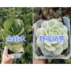 昆明多肉植物種植戶：金錢(qián)木/靜夜*藍(lán)蘋(píng)果/六角海棠多肉盆栽