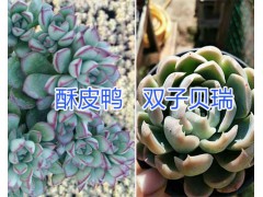 多肉植物沙沙女王、紹羞哪里有賣？昆明多種植物銷售商圖2