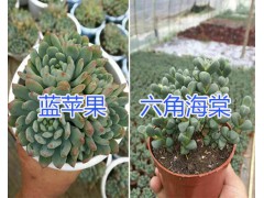 多肉植物沙沙女王、紹羞哪里有賣？昆明多種植物銷售商圖3