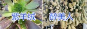 昆明紫羊絨、醉美人多肉植物栽培、多肉植物批發(fā)