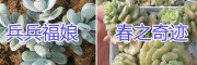 云南多肉植物基地在哪？多肉植物供應商