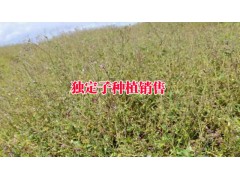 重樓-金鐵鎖種植銷售公司圖2