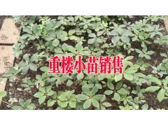 重樓價(jià)格是多少錢(qián)一斤|重樓市場(chǎng)價(jià)|重樓幾年可以收獲 重樓籽種圖2