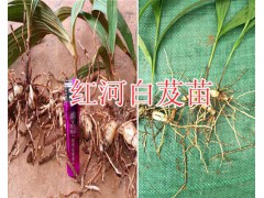 紫花大白芨圖片規(guī)格/紅河人工白芨種植-白芨苗批發(fā)圖2