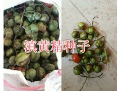 滇紅花黃精種籽、黃精塊莖苗屬性-滇黃精種子苗銷售圖2