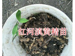 滇紅花黃精種籽、黃精塊莖苗屬性-滇黃精種子苗銷售圖3