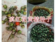 滇紅花黃精塊莖苗價(jià)格/滇黃精種子2018價(jià)格-紅河鮮重樓銷(xiāo)售圖2