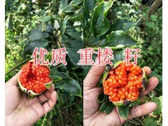 滇重樓一畝產(chǎn)量/紅河新鮮重樓2018價格*重樓苗批發(fā)價圖3