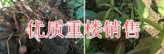 重樓籽2018銷售價(jià)格/紅河重樓苗、鮮重樓供應(yīng)商-農(nóng)業(yè)