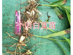 紅河白芨種苗供應(yīng)/紫花白芨苗多少錢一株圖2