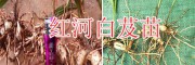 白芨苗栽種技術(shù)#紅河哪里賣白芨苗-白芨種植投資