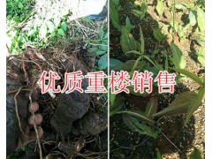 近期重樓籽供應(yīng)/重樓根干品價(jià)格*紅河鮮重樓根銷售圖2