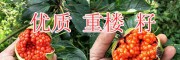 紅河重樓種苗種子批發(fā)-長云農(nóng)業(yè)種植投資13988057090