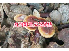 野靈芝多少錢一斤#	靈芝多少錢一斤?|紅河農(nóng)特產(chǎn)銷售_圖3