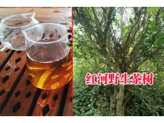 |古樹茶批發(fā)市場#紅河古樹茶特點| 云南古樹茶廠家供應(yīng)圖2