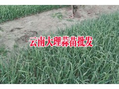 |云南彌渡蒜苗|云南蒜苗基地_蒜苗產(chǎn)地大理彌渡行情如何圖2